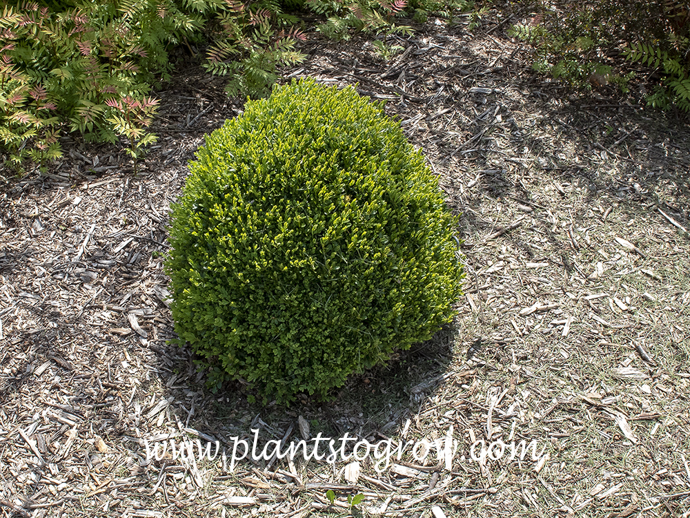 Green Ice Boxwood (Buxus)
THis plant has been closely pruned. It starting to grow upright.